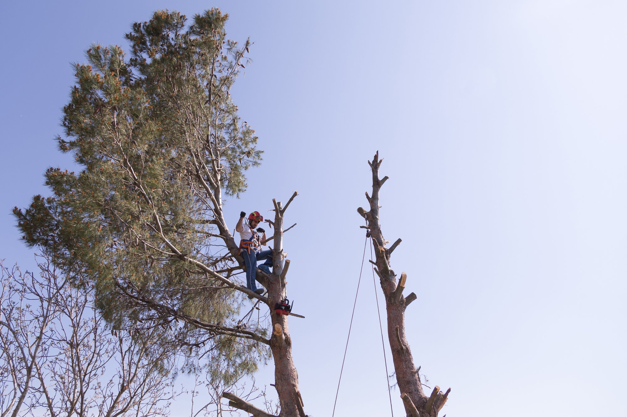 Professional tree lopping
